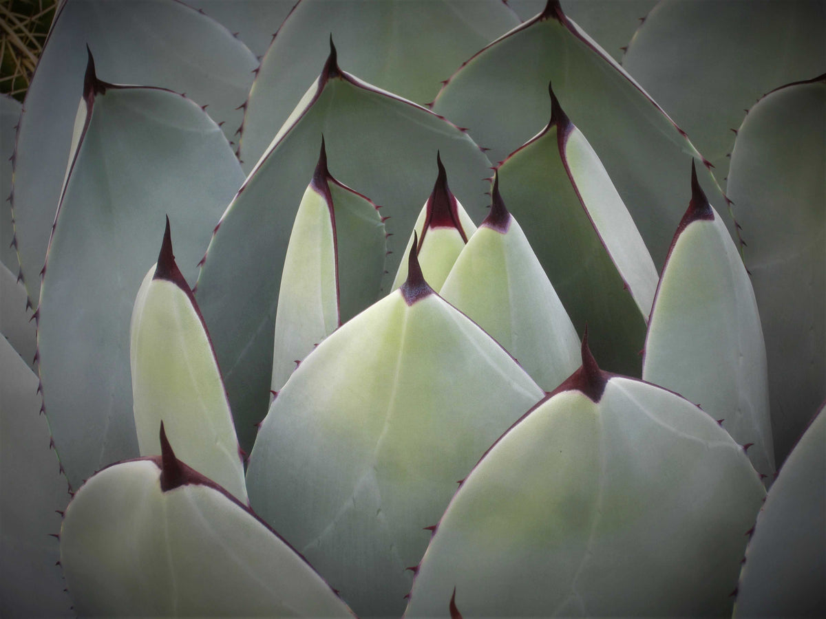 Agave Collection – Happy Valley Plants
