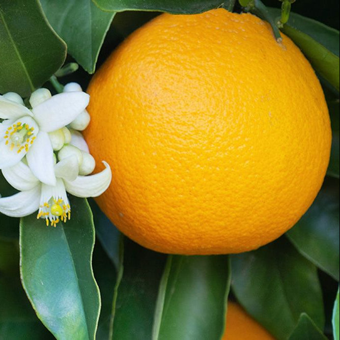 Lemon_Main_6f01abe3-a95f-44ba-