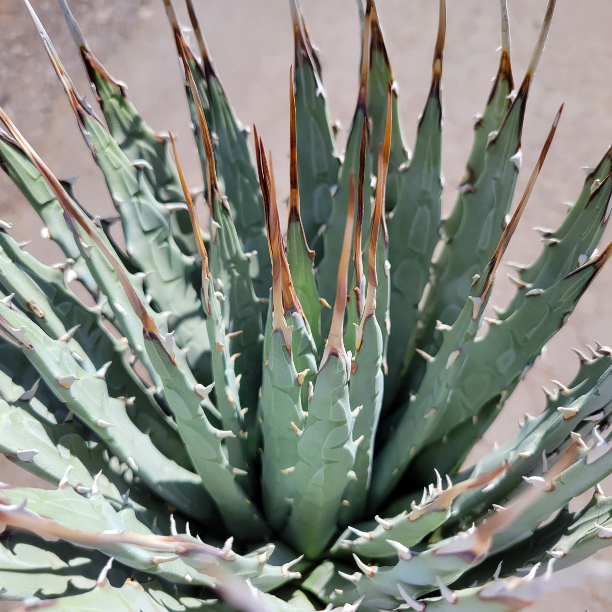 Agave utahensis v. eborispina