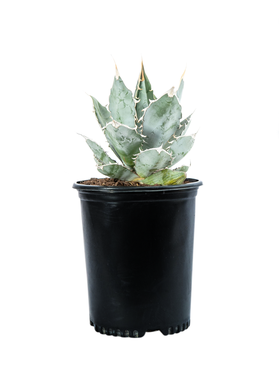 Agave titanota 'White Ice' – Happy Valley Plants