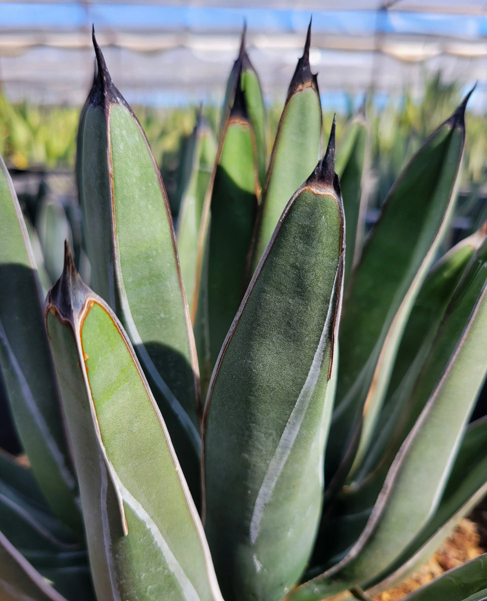 Agave nickelsiae (syn. A. ferdinandi-regis)