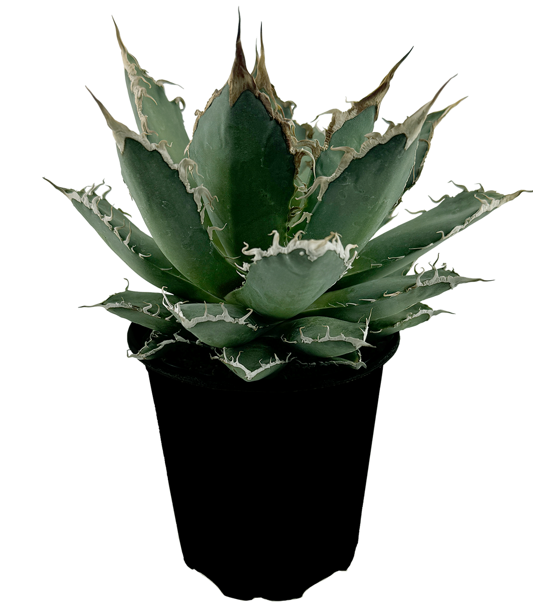 Agave oteroi 'Oaxaca' – Happy Valley Plants