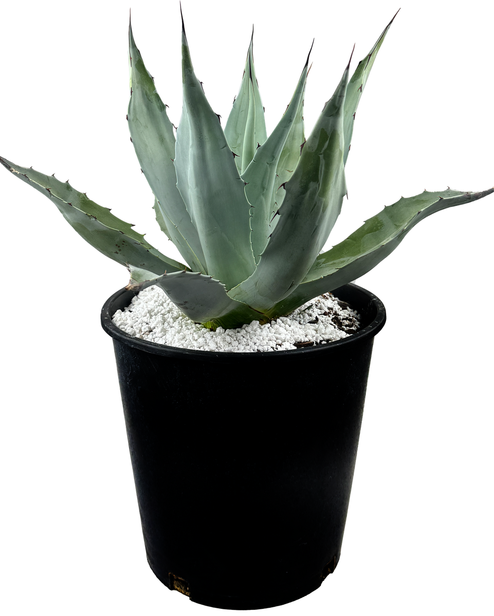 Agave ovatifolia 'Frosty Blue' - Whale's Tongue Agave – Happy Agave ovatifolia 'Frosty Blue' - Whale's Tongue Agave – Happy