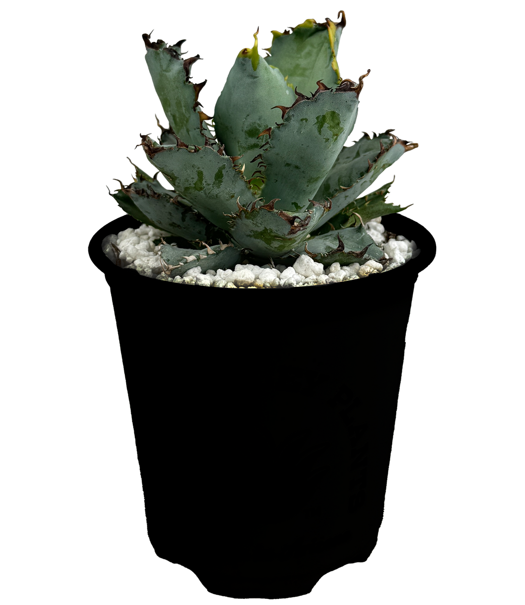 Agave titanota 'Black and Blue' - Tiny Spine – Happy Valley Plants