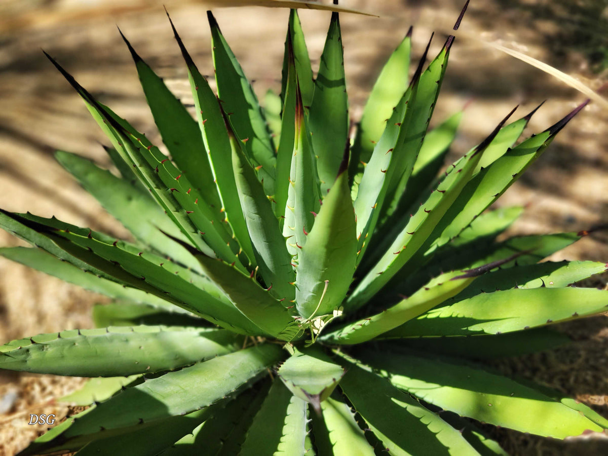 Agave x 'Big Black' – Happy Valley Plants