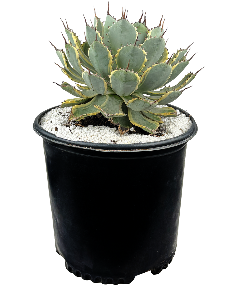Agave x 'Kissho Kan'