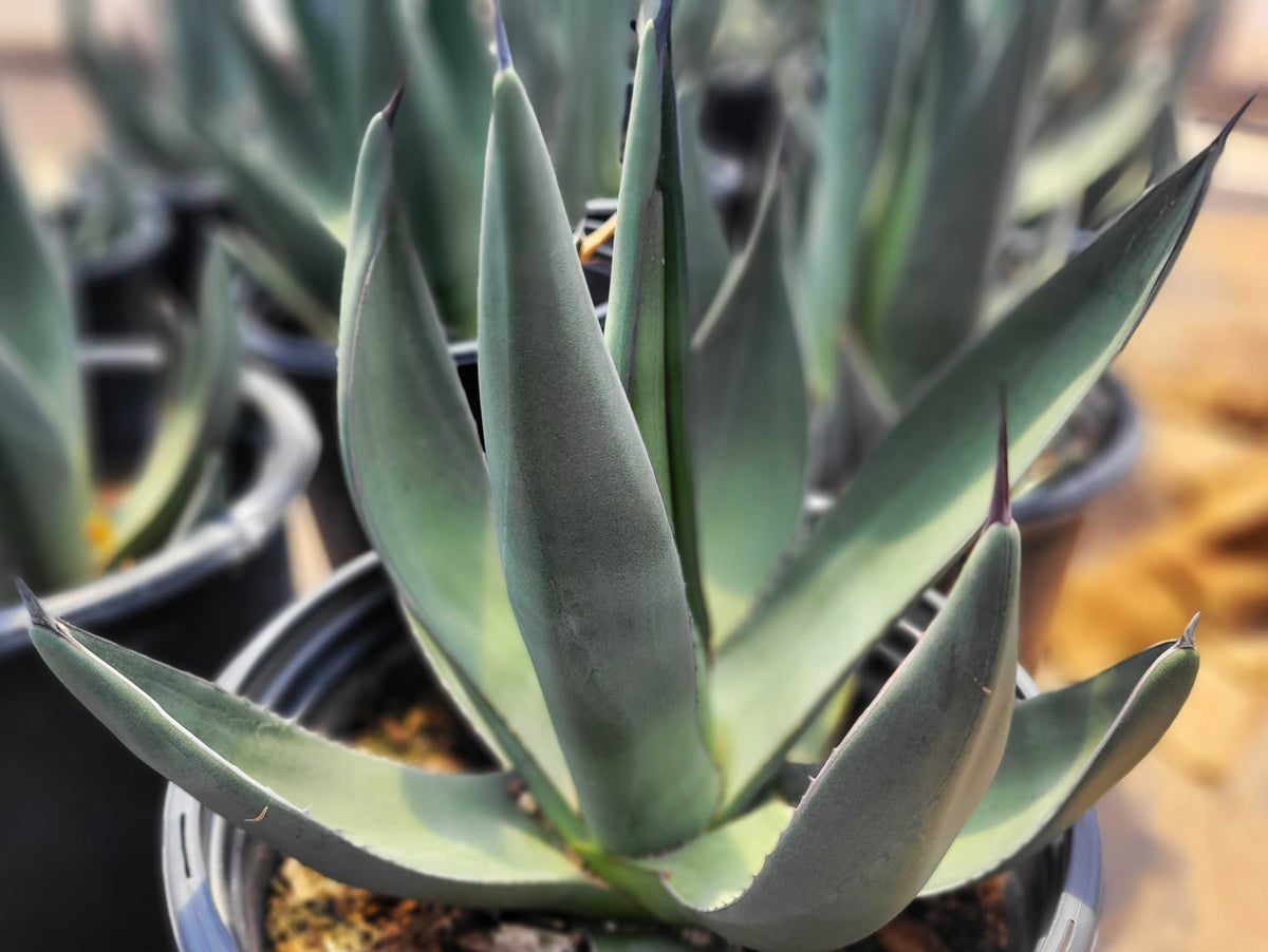 Agave_x_Sharkskin__Lg.