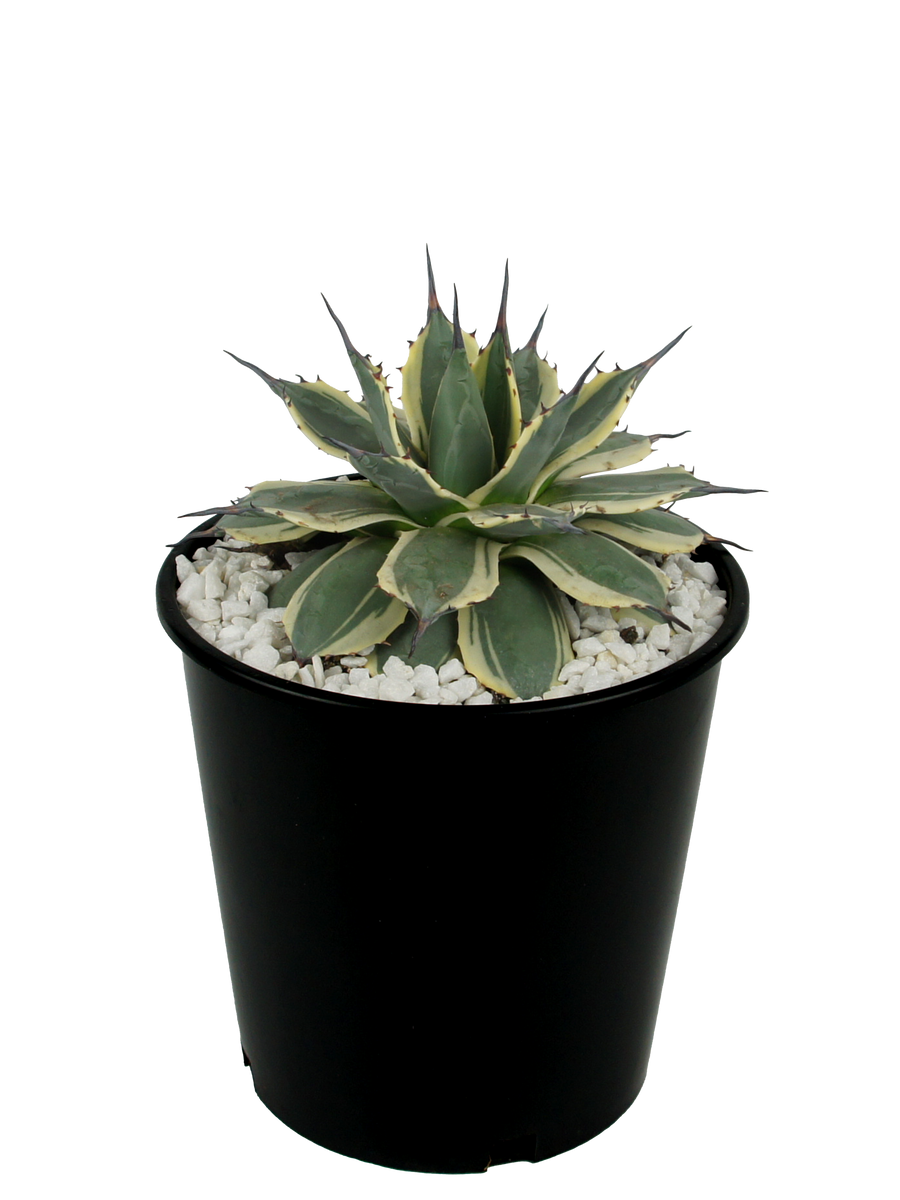 Agaveapplanata_CreamSpike_Full Agaveapplanata_CreamSpike_Full