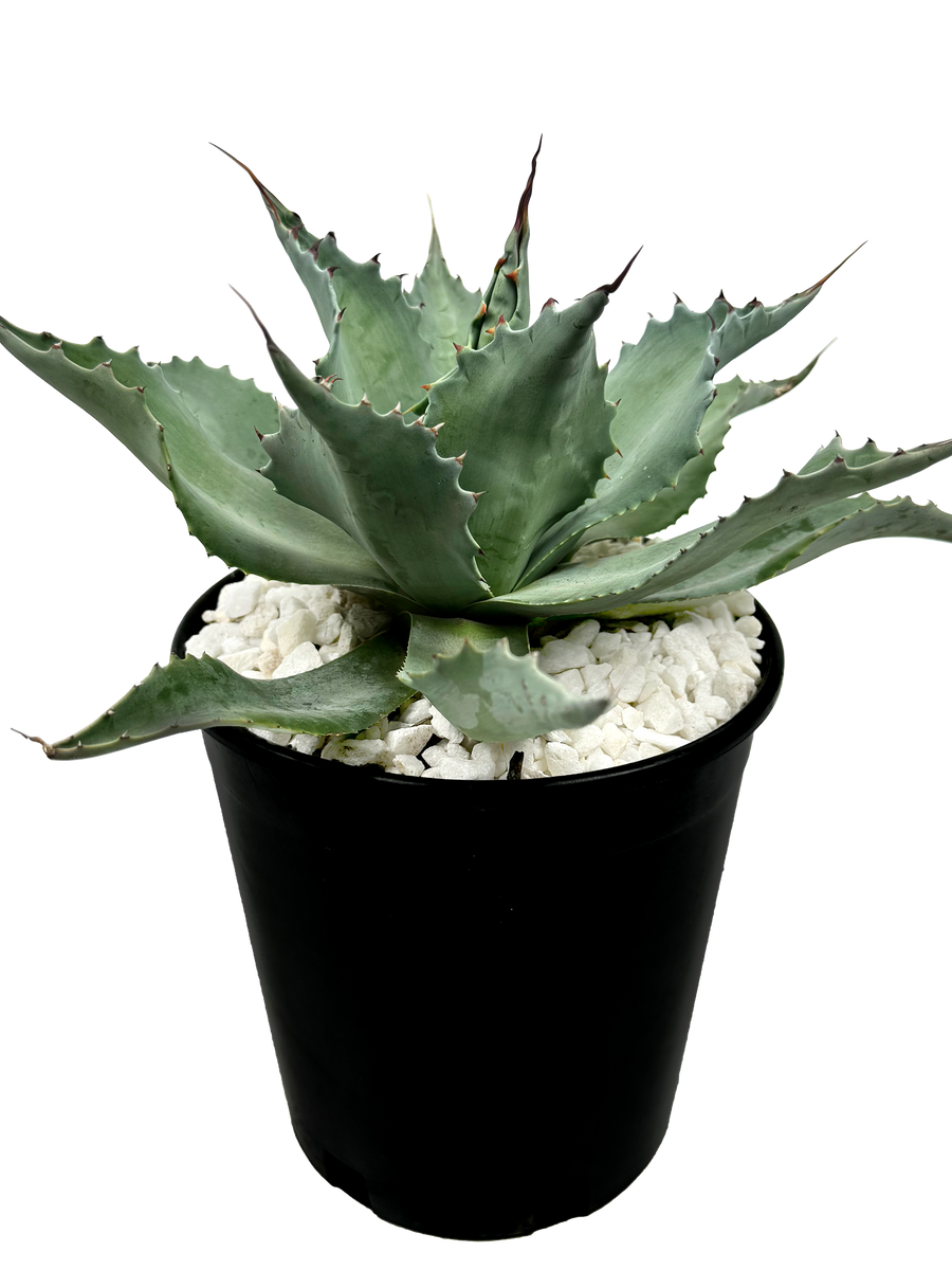 Agave ovatifolia 'Moby' 　TC株-2 Agave ovatifolia 'Moby' – Hidden Agave