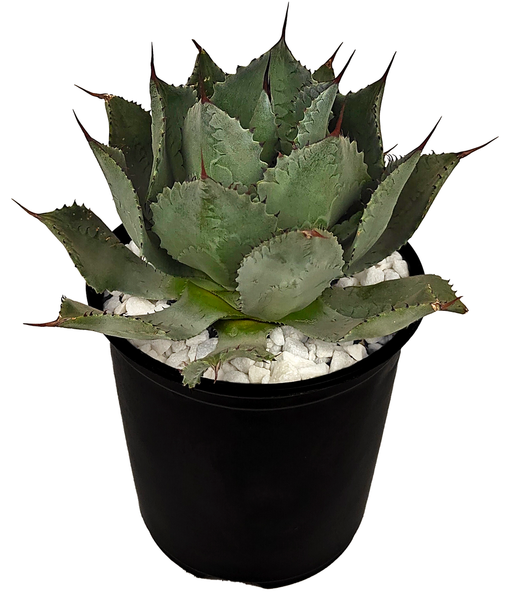 Agave potatorum