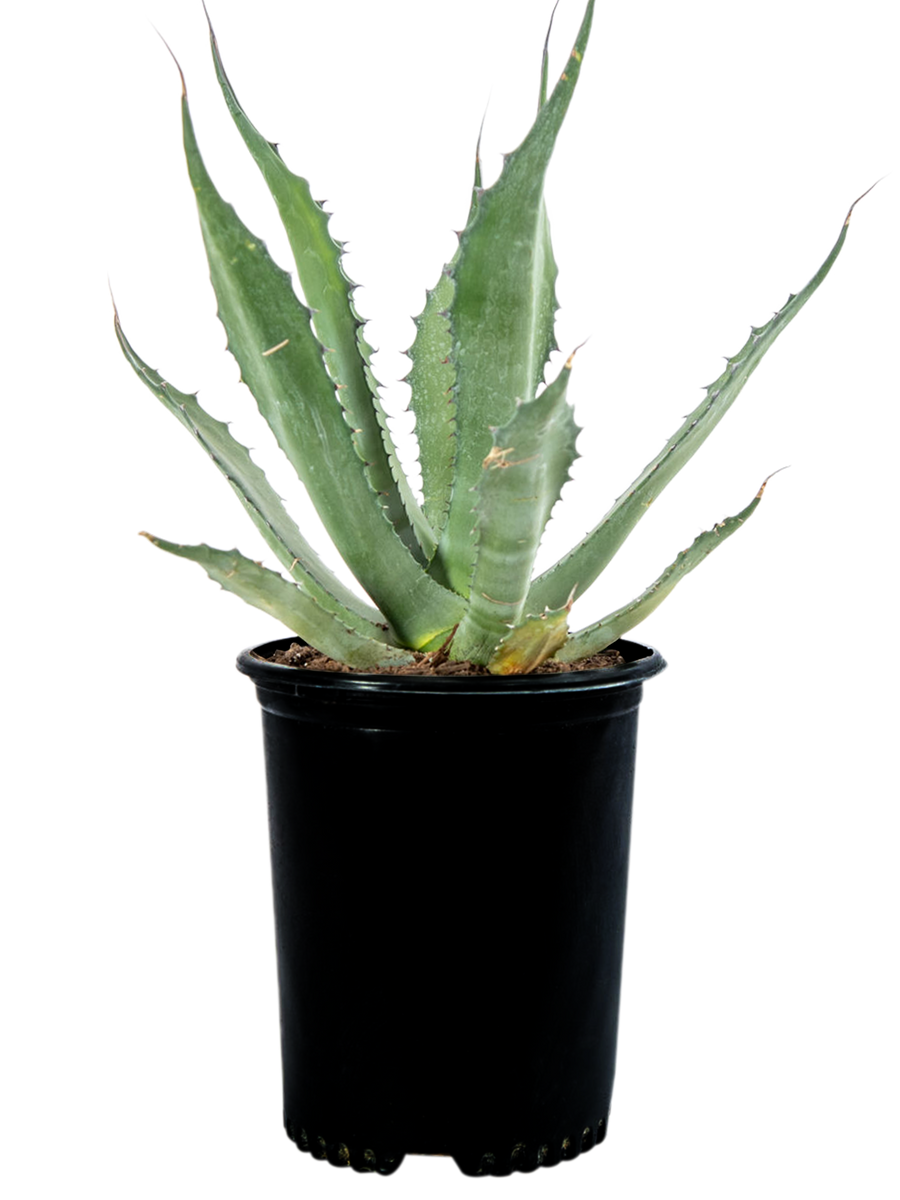 L'Agave, pianta ideale per il giardino L'Agave, pianta ideale per il giardino