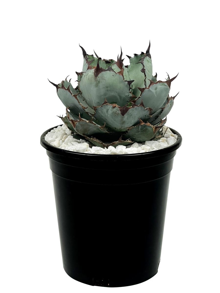 #14 Agave titanota Black and Blue アガベ チタノタ ブラック アンド ブルー ( ブルーボール Blue ball Interesting Agave titanota \u0027Black \u0026 Blue\u0027 mutation on an offset. The mother  plant has already flowered but is still alive due to a premature chopping  of the quiote, an unfortunate common practice.