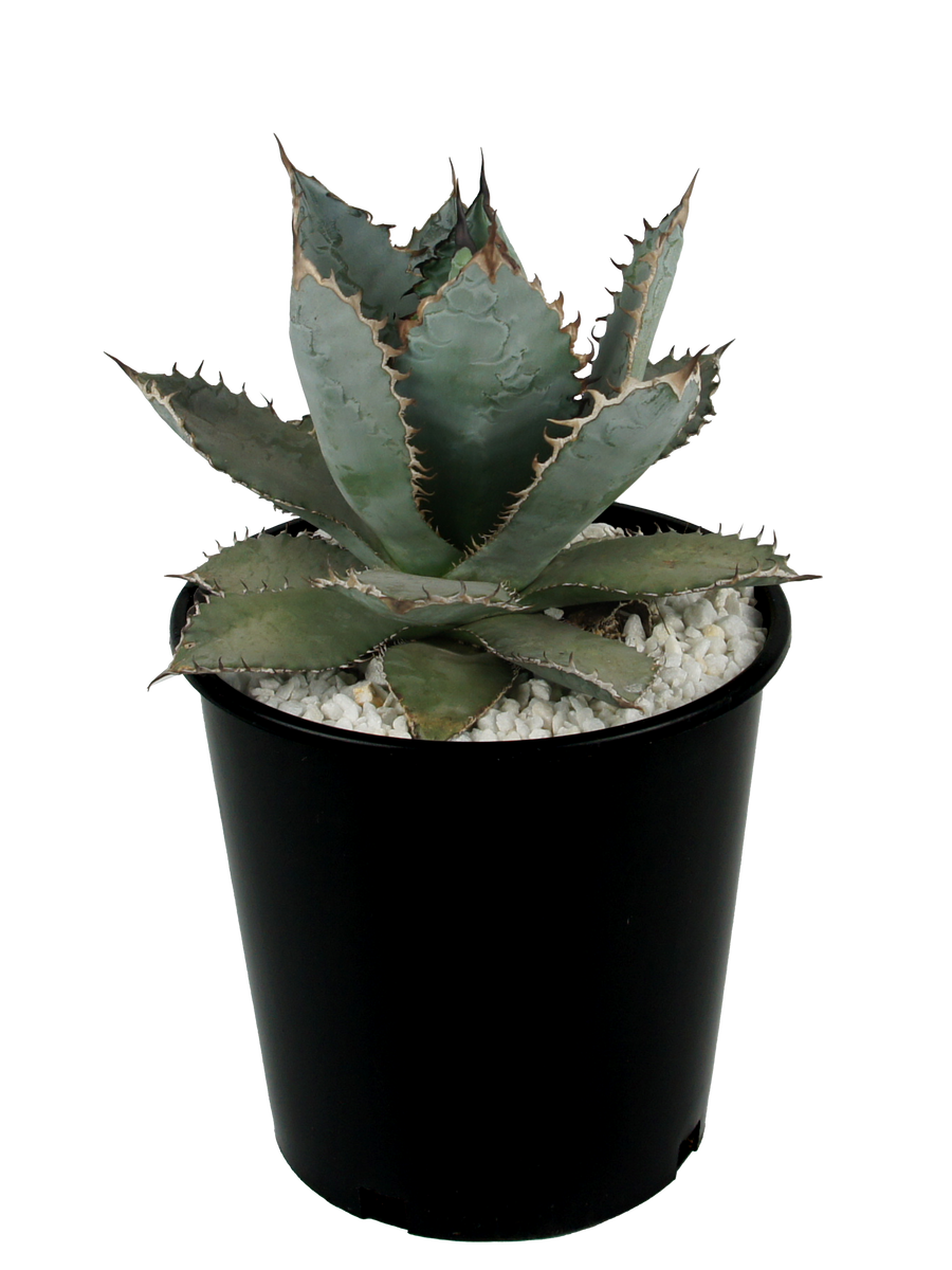 AGAVE TITANOTA イタリアメリクロン 先日のイタリアメリクロン、沢山のお問合せありがとうご