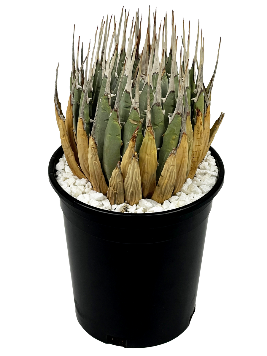 【eb0002】Agave utahensis var.eborispina Agave utahensis v. eborispina - Utah Agave – Happy Valley Plants
