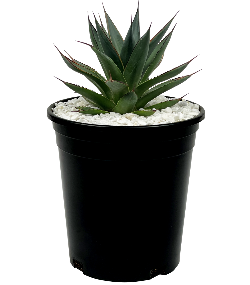 アガベ Agave ' Glow' 267 Agave x 'Blue Glow' – Happy Valley Plants