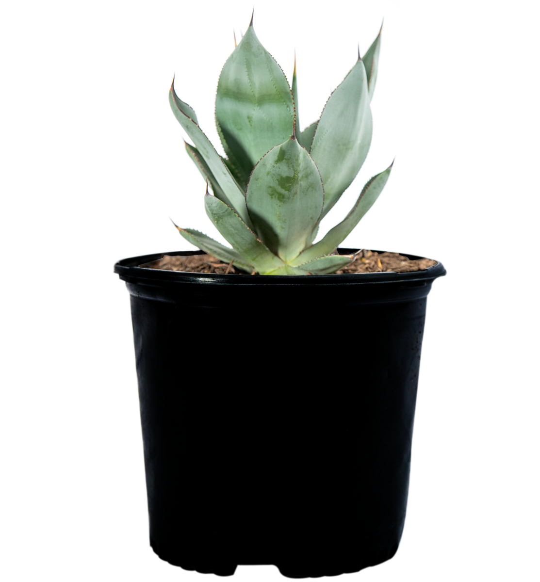 Agave x 'Nova' – Happy Valley Plants Agave x 'Nova' – Happy Valley Plants