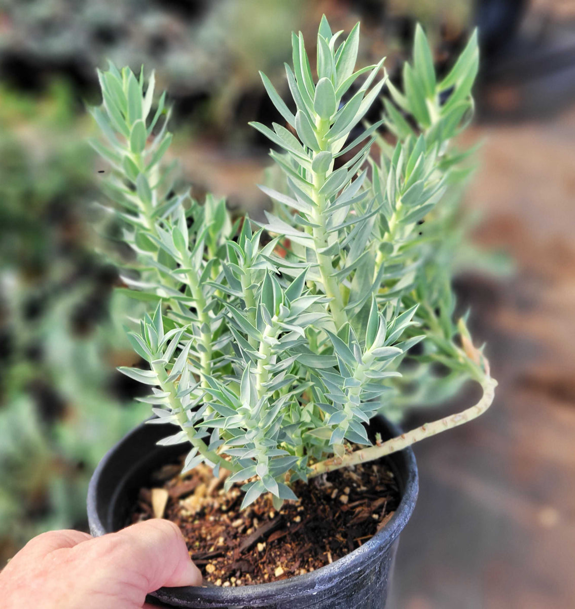 Euphorbia rigida