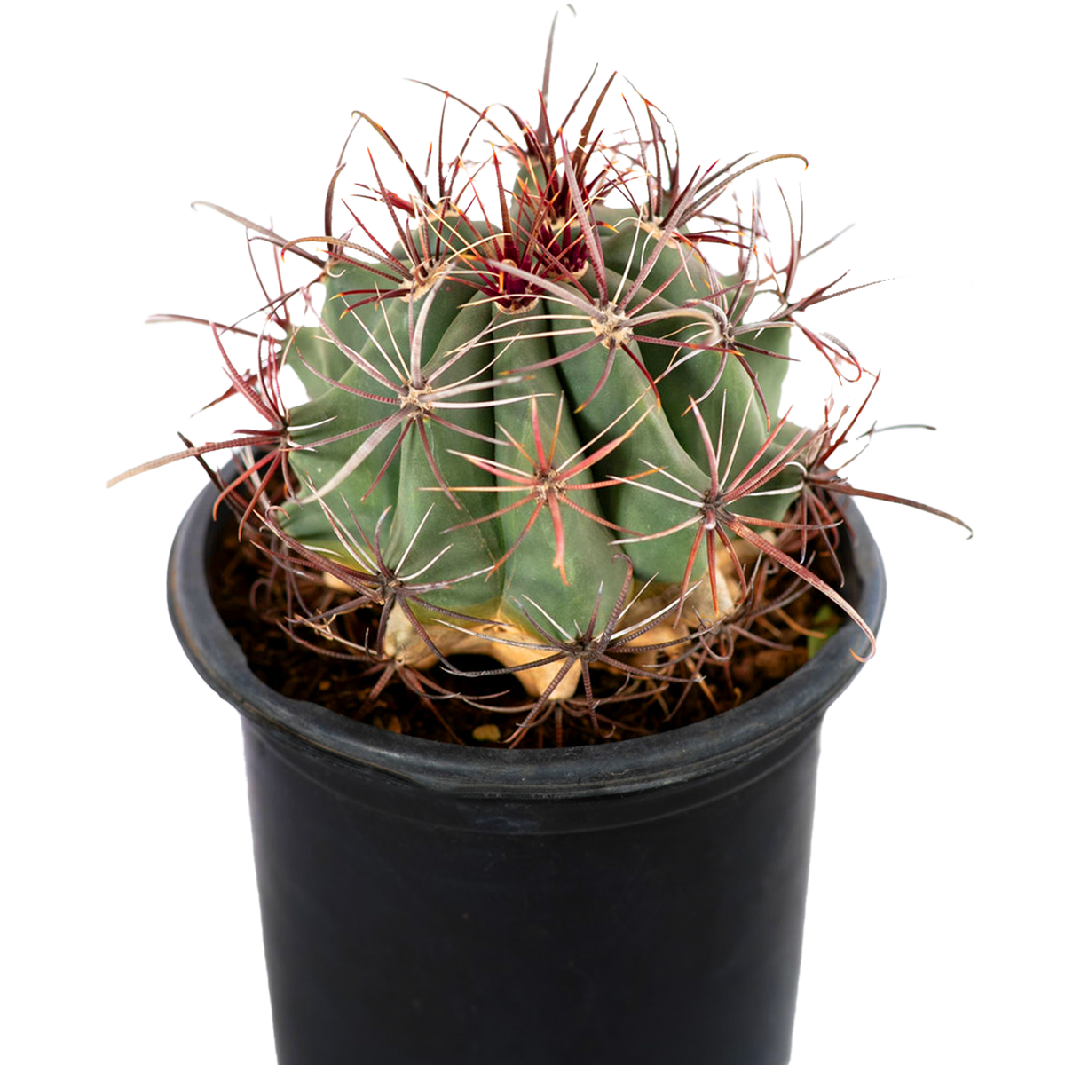Ferocactus wislizenii - Fishhook Barrel Cactus  Happy Valley Plants
