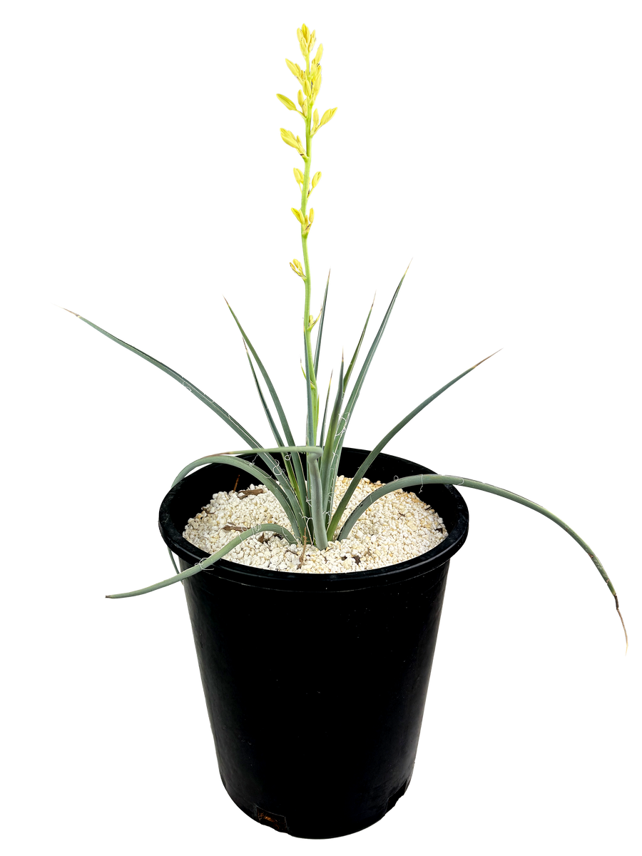 Hesperaloe parviflora 'Yellow' - Yellow Yucca – Happy Valley Plants