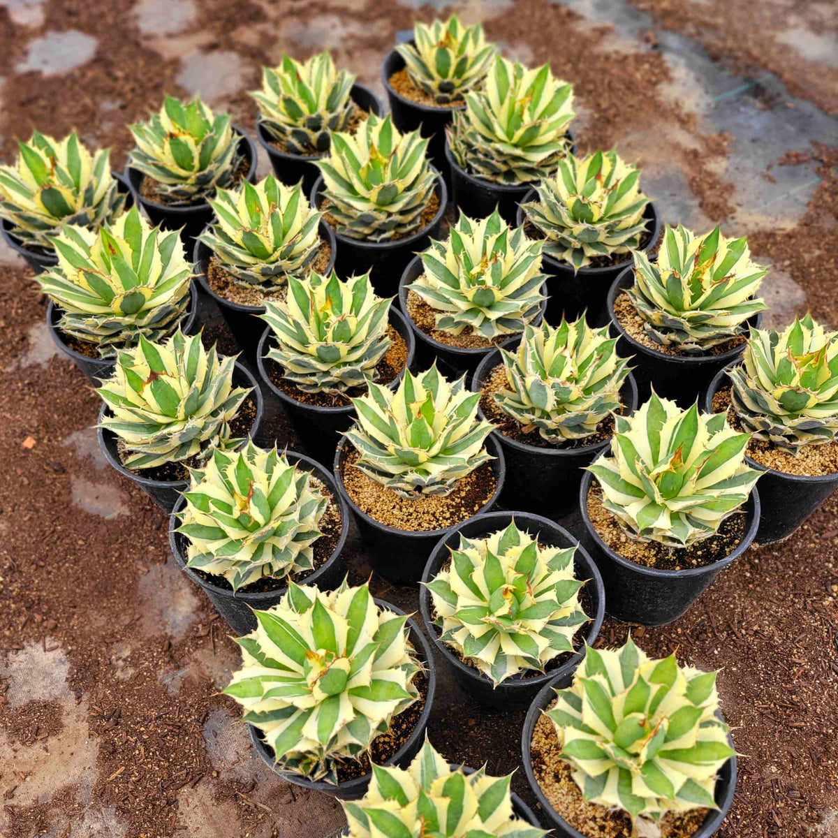 Agave titanota 'Snaggle Tooth' – Happy Valley Plants