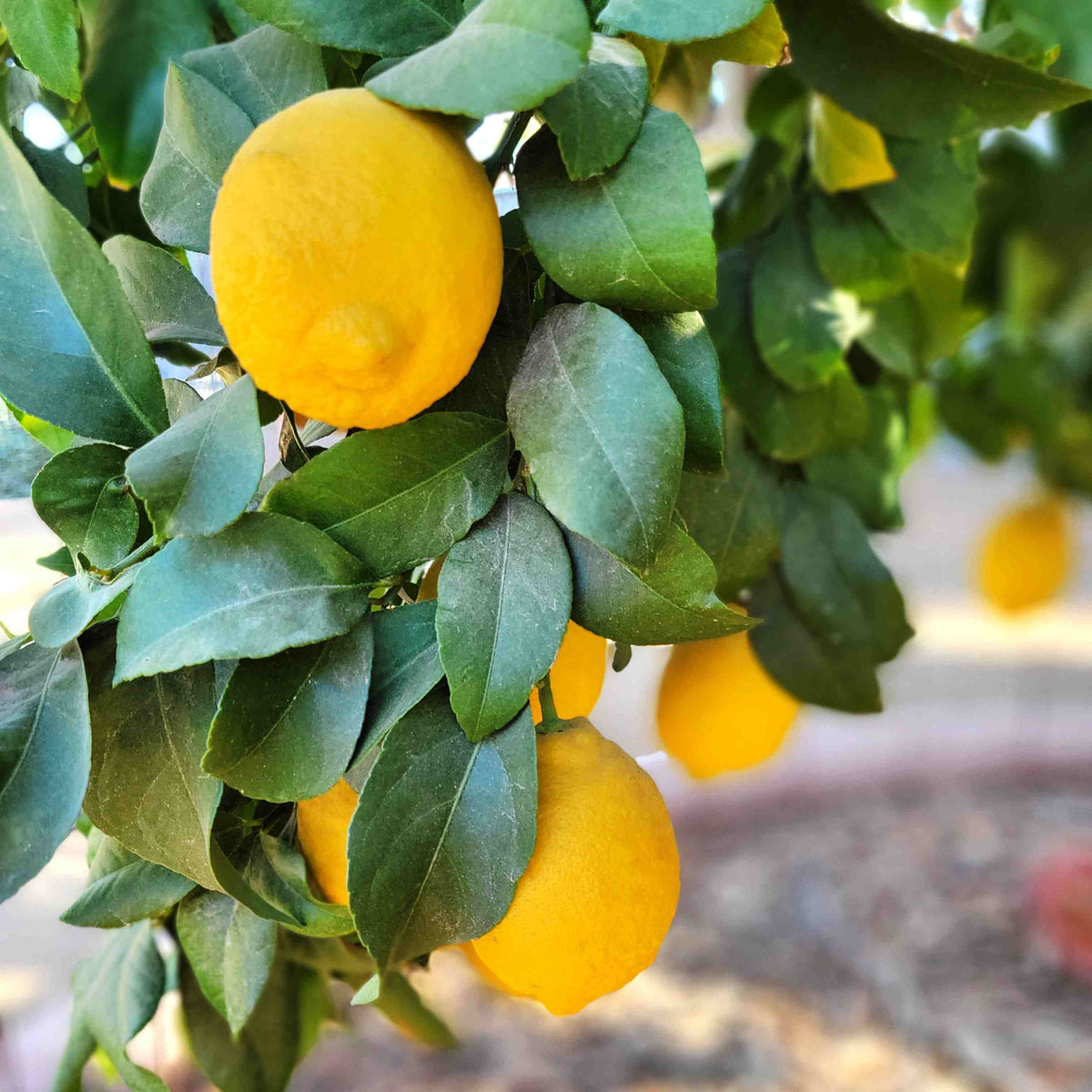 Lisbon_Lemon_1200x1200.jpg?v=