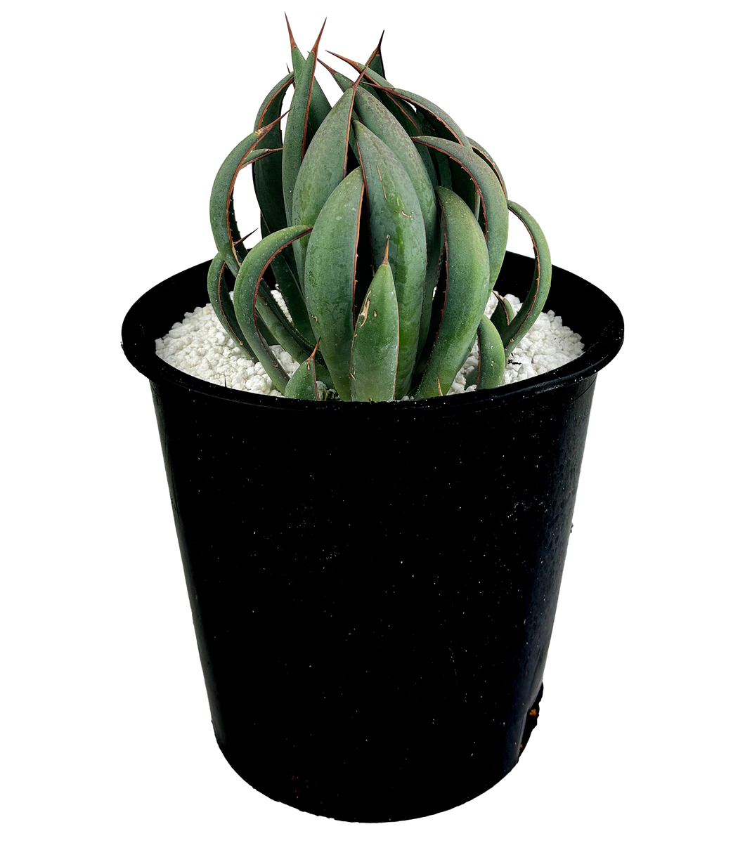 Mangave 'Praying Hands' – Happy Valley Plants