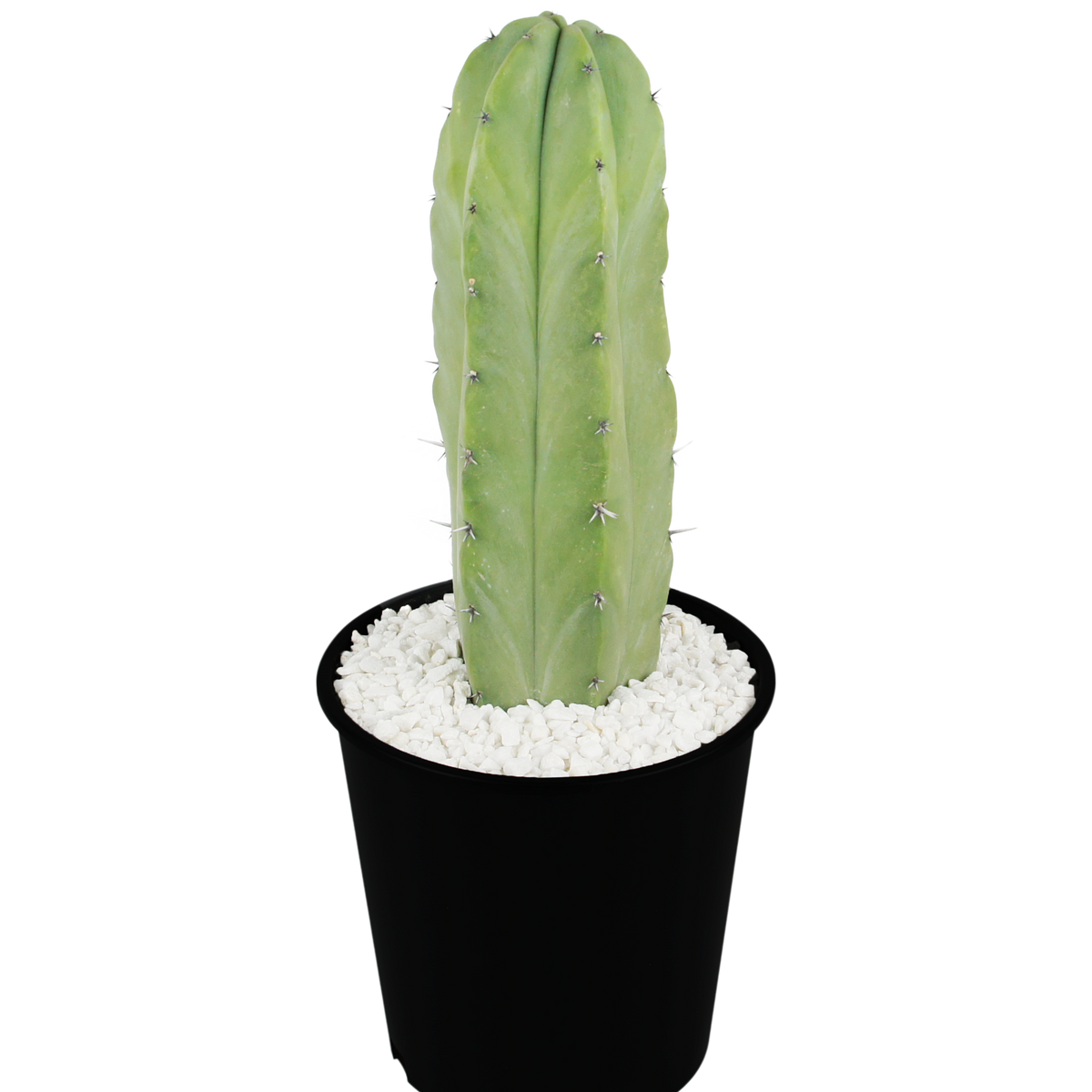 Myrtillocactus geometrizans