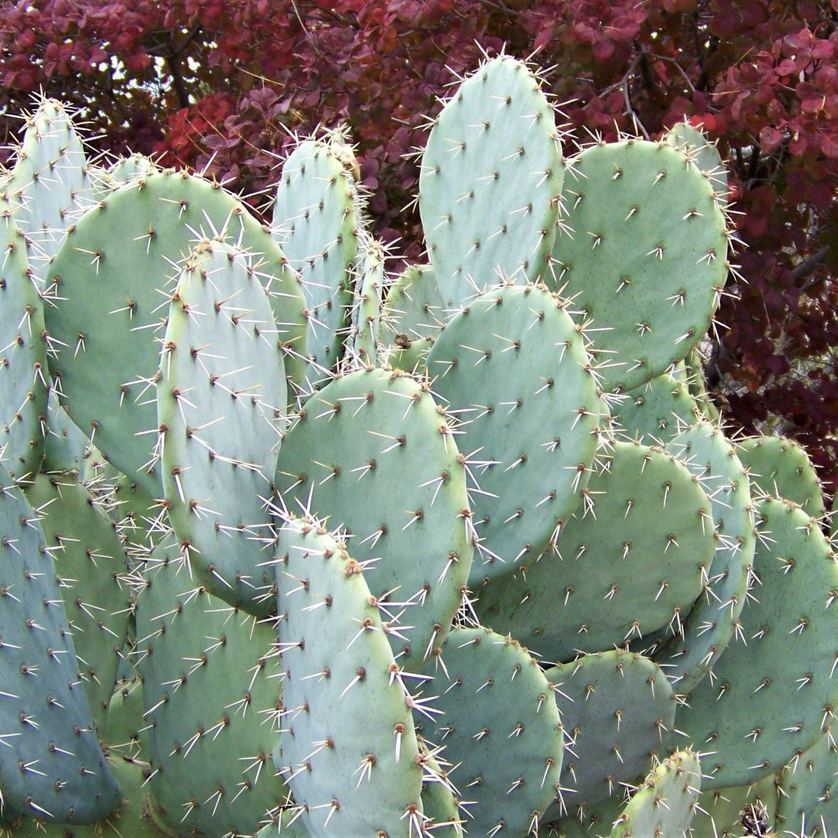 Opuntia_engelmannii_-