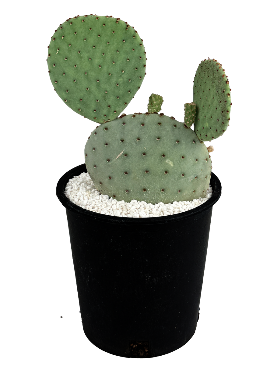 Opuntia rufida - Big Bend Beavertail – Happy Valley Plants