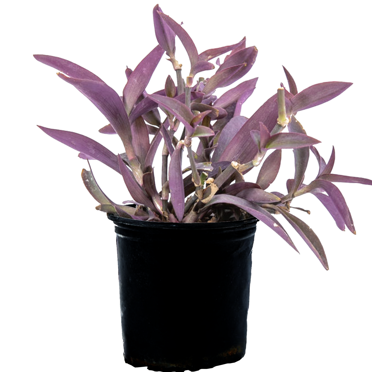 is purple heart indoor plant Setcreasea pallida