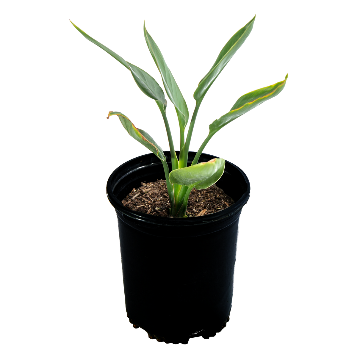Strelitzia reginae