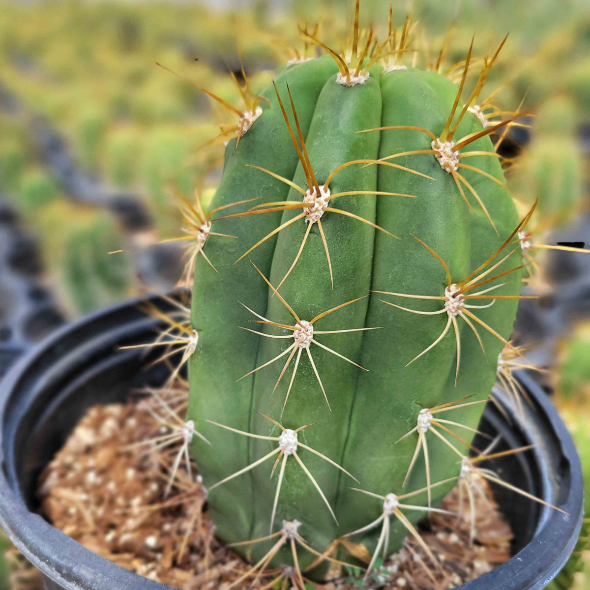 Trichocereus_Argentine_Saguaro