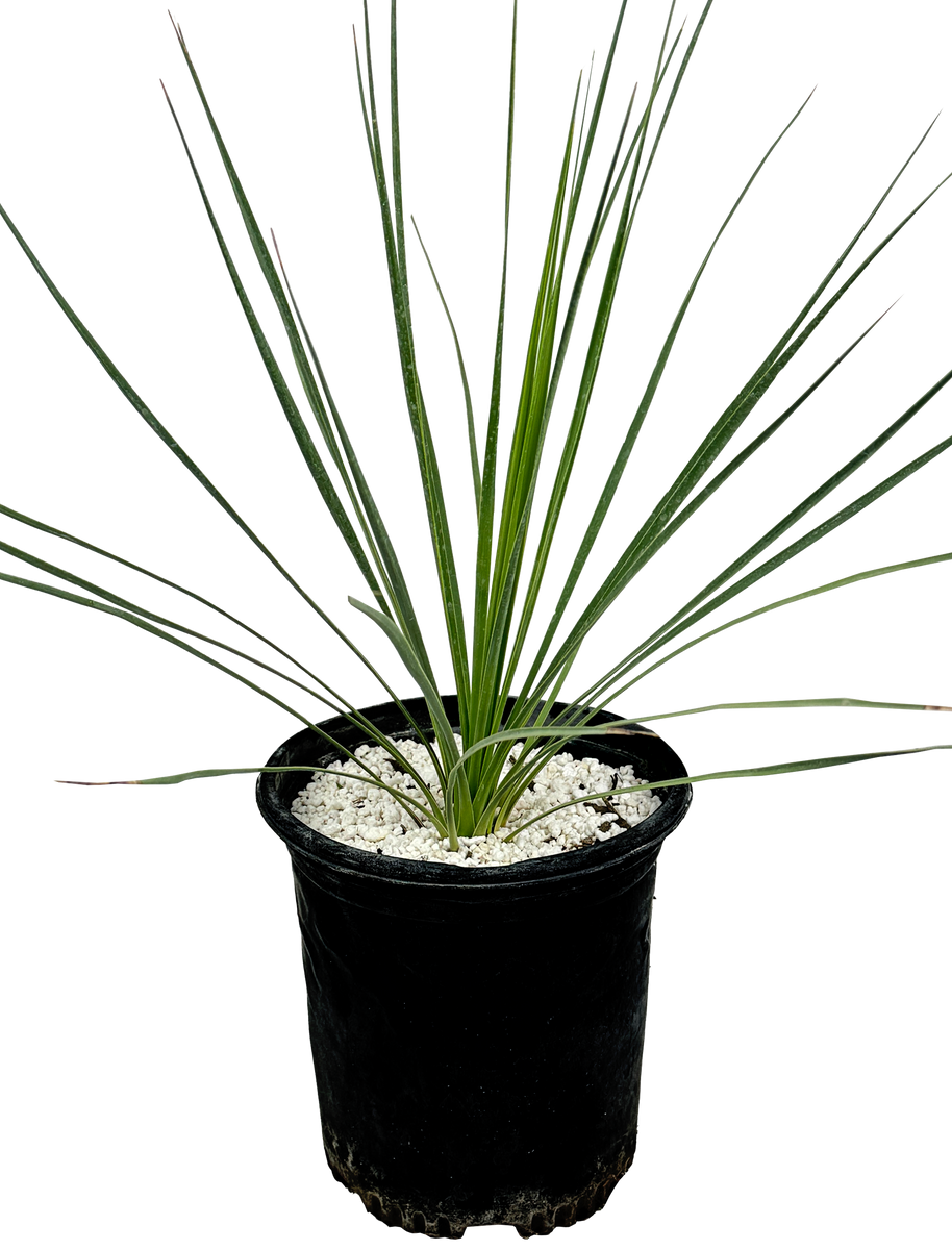 Yucca thompsoniana - Thompson's yucca – Happy Valley Plants