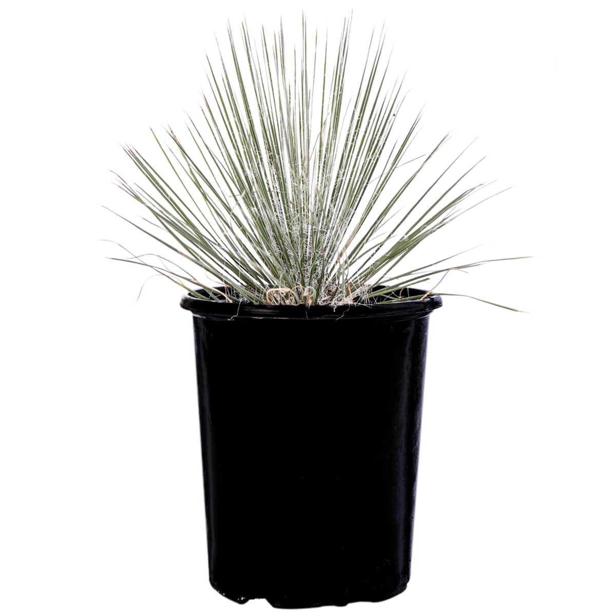 Yucca elata - Soaptree Yucca – Happy Valley Plants Yucca elata - Soaptree Yucca – Happy Valley Plants