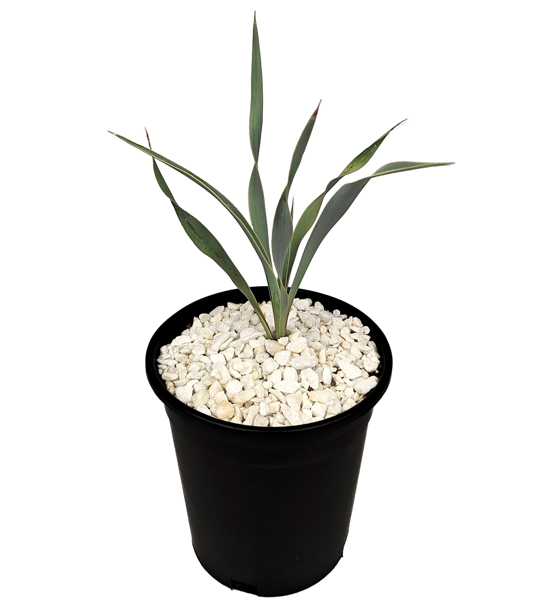 Yucca pallida - Pale Leaf Yucca – Happy Valley Plants
