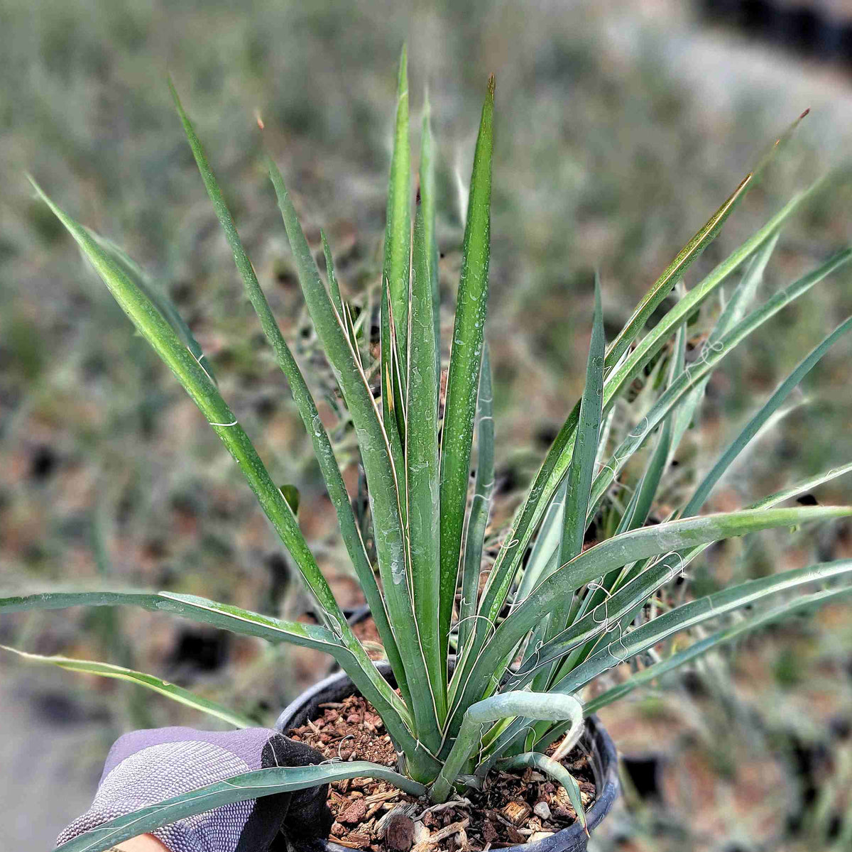 Yucca torreyi - Torrey yucca – Happy Valley Plants