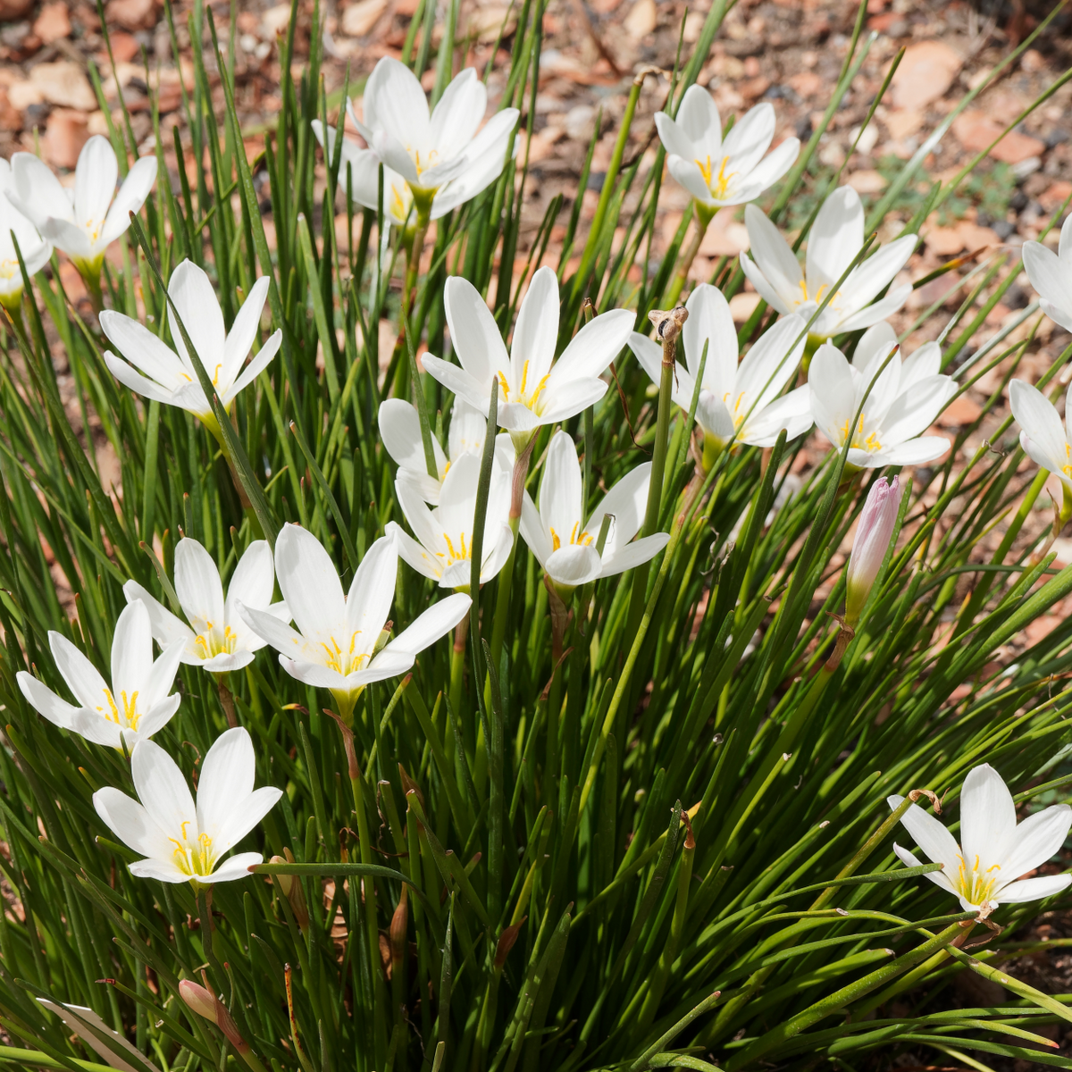 white rain lily Zephyranthes candida