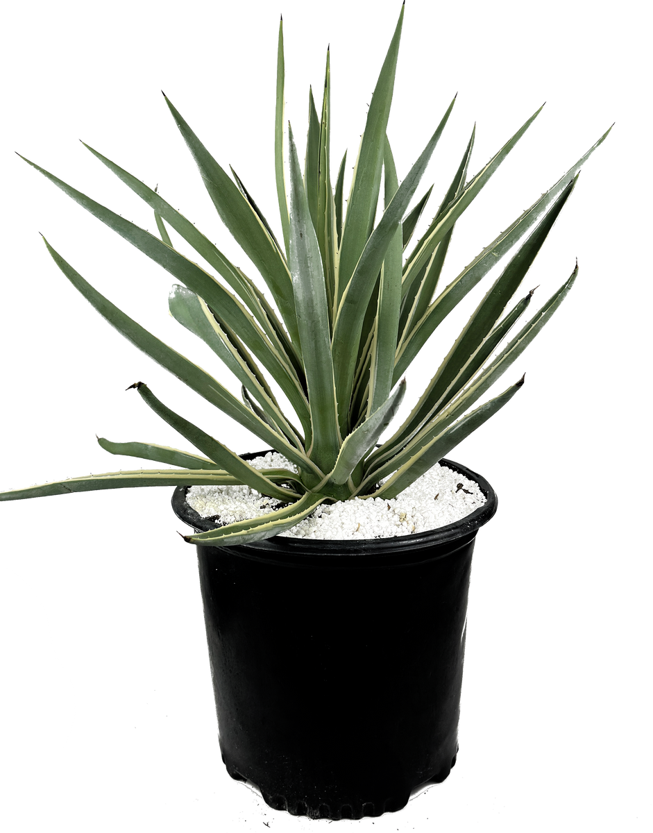 Agave angustifolia v. marginata