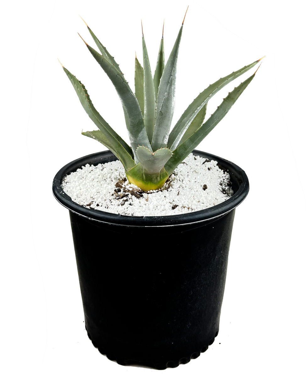 Agave parryi v. couesii – Happy Valley Plants