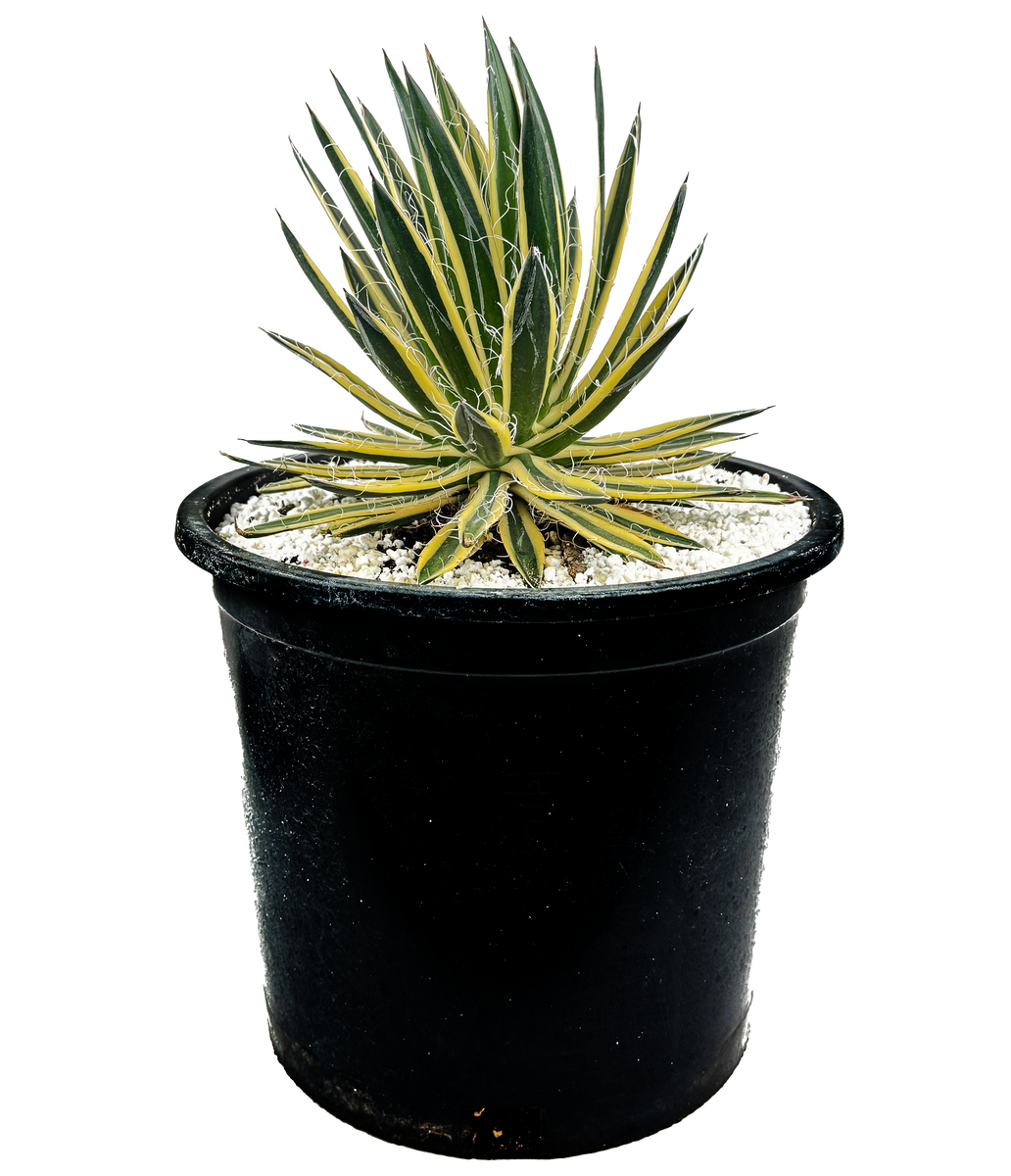 フラワー・ガーデニング Agave schidigera ' Flush' 19 Agave schidigera 'Royal Flush' – Happy Valley Plants