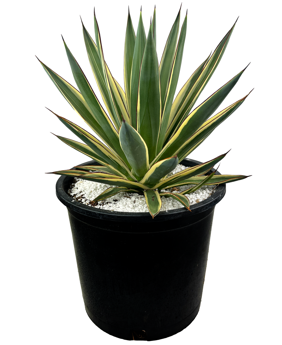 Agave x 'Snow Glow' – Happy Valley Plants