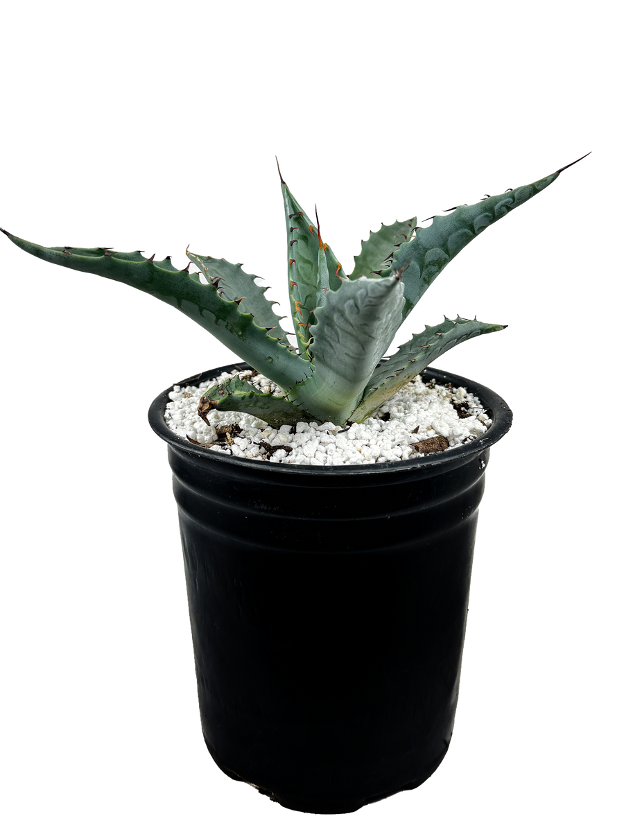 Agave zebra – Happy Valley Plants