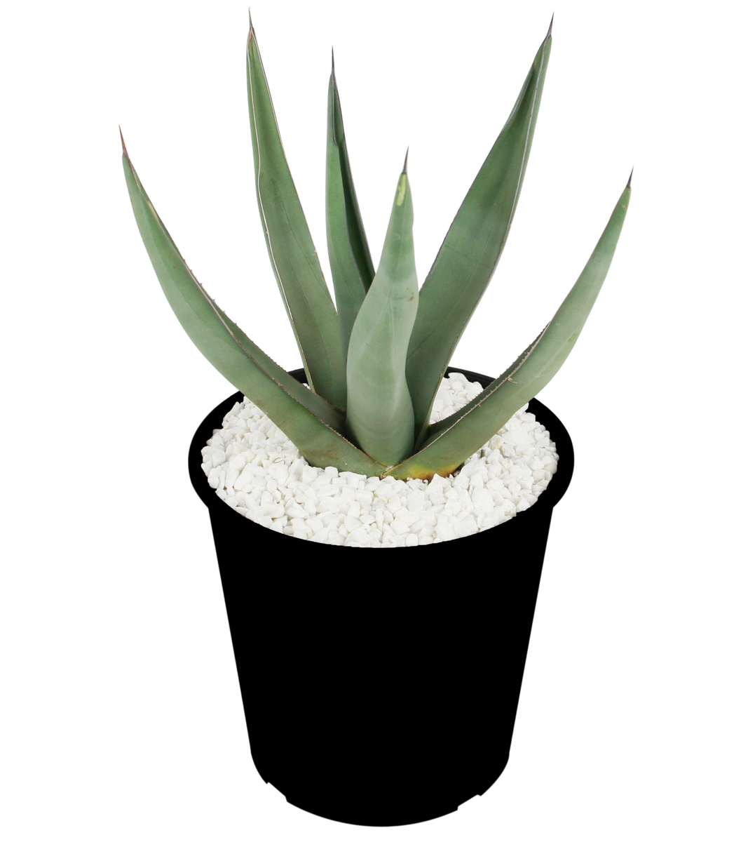 Agave scabra 'Sharkskin' – Happy Valley Plants