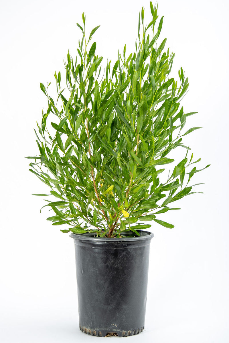 Dodonaea viscosa - Green Hopseed Bush – Happy Valley Plants