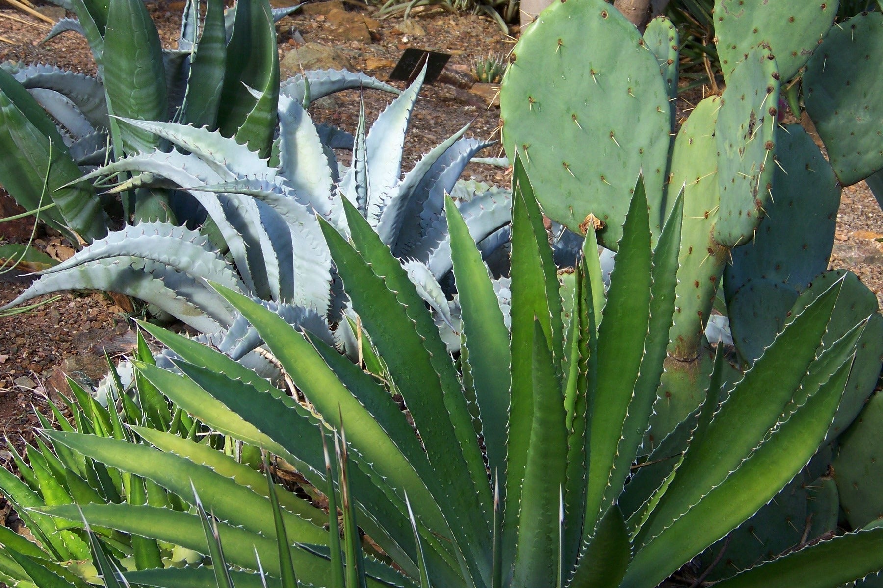 Planting Bare Root Agaves  Happy Valley Plants