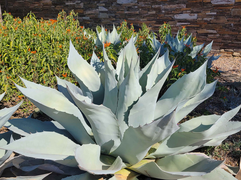 Even Drought Tolerant Plants Can Sunburn