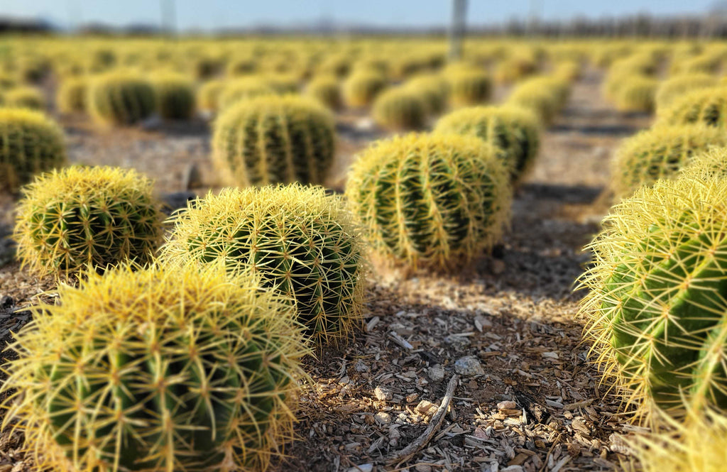 Bare Root Plants & Cuttings – Cacti & Succulents