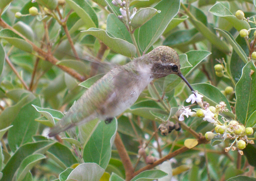 Say Hello to my Little Friend - Hummingbird Friendly Plants