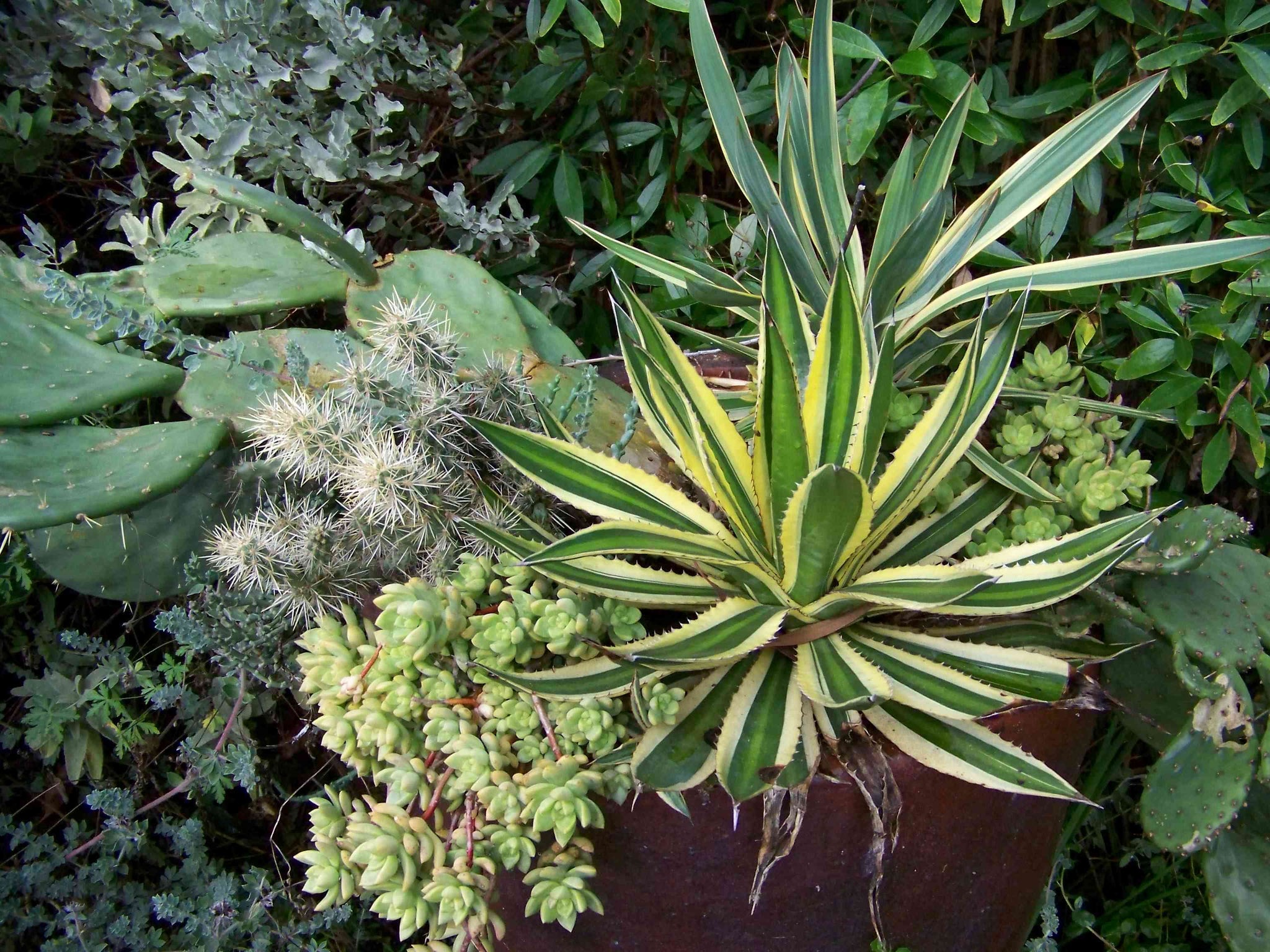 Plant Care  Happy Valley Plants