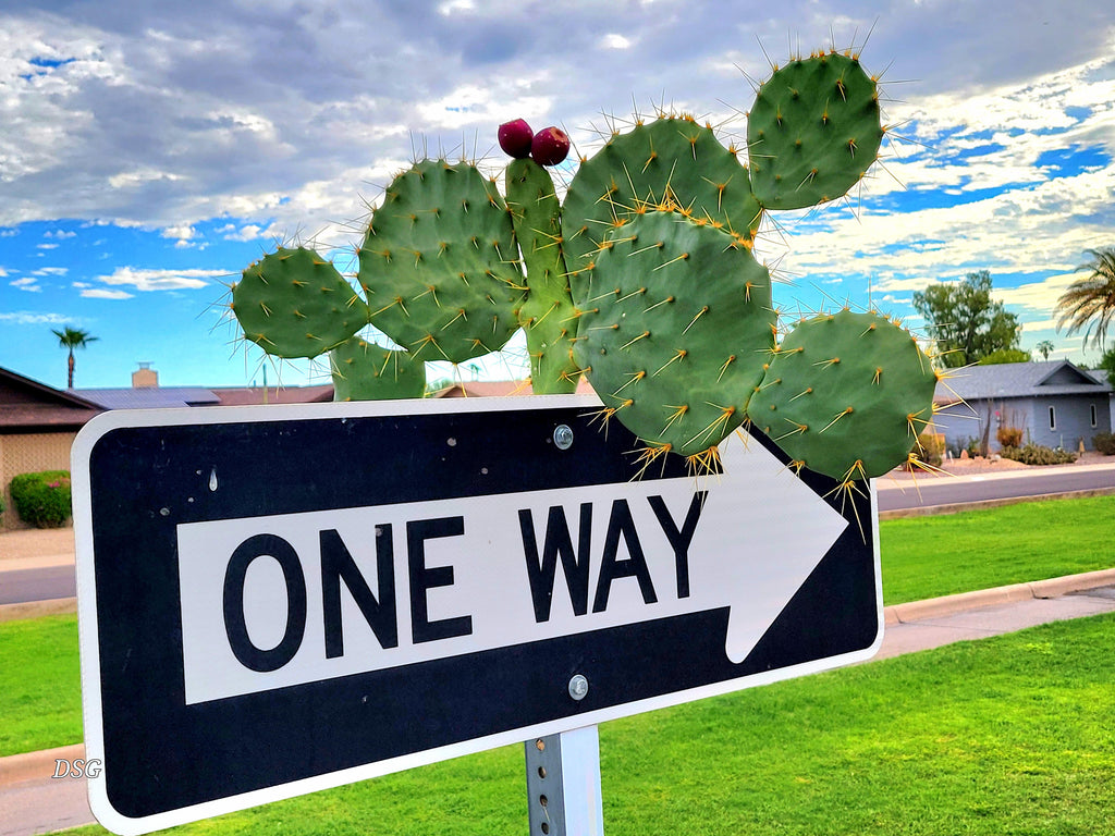 Survivor Plants - Outwit, Outgrow, Outlast